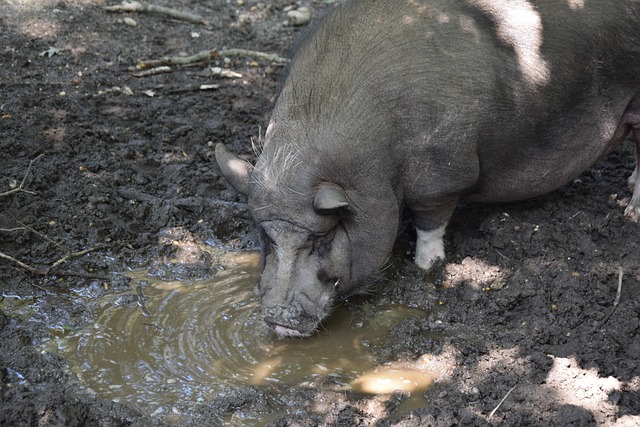 手的进攻 手的进攻
